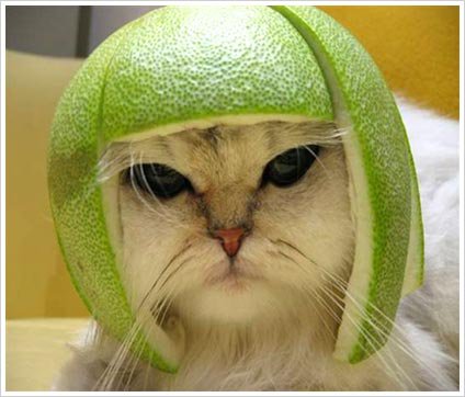 work-aero%2520cat.jpg