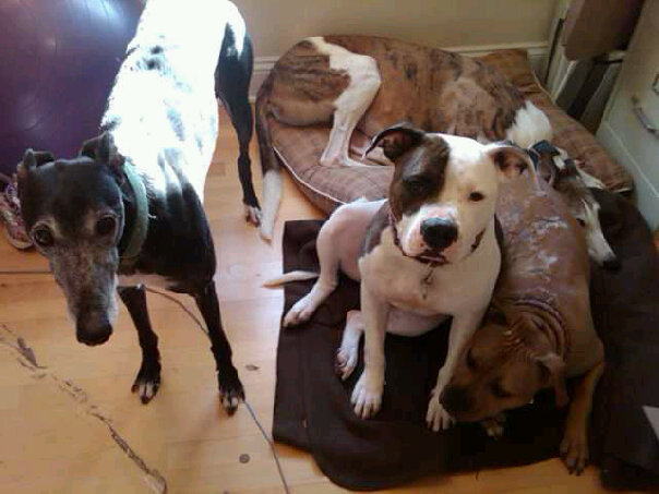 work-4%2520dogs.jpg