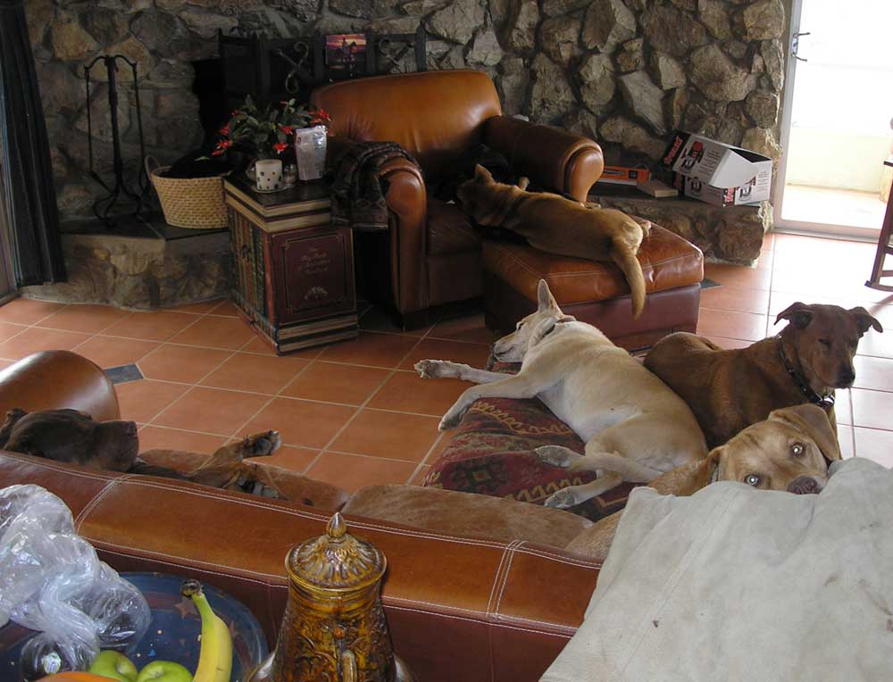work-5dogs.jpg