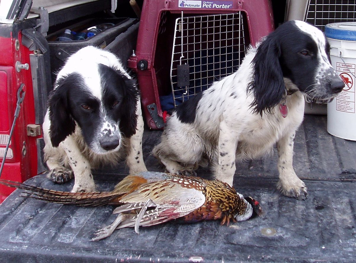 work-dogs_sm.jpg