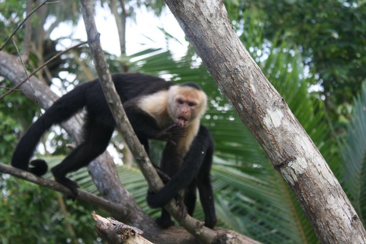 work-monkey.jpg
