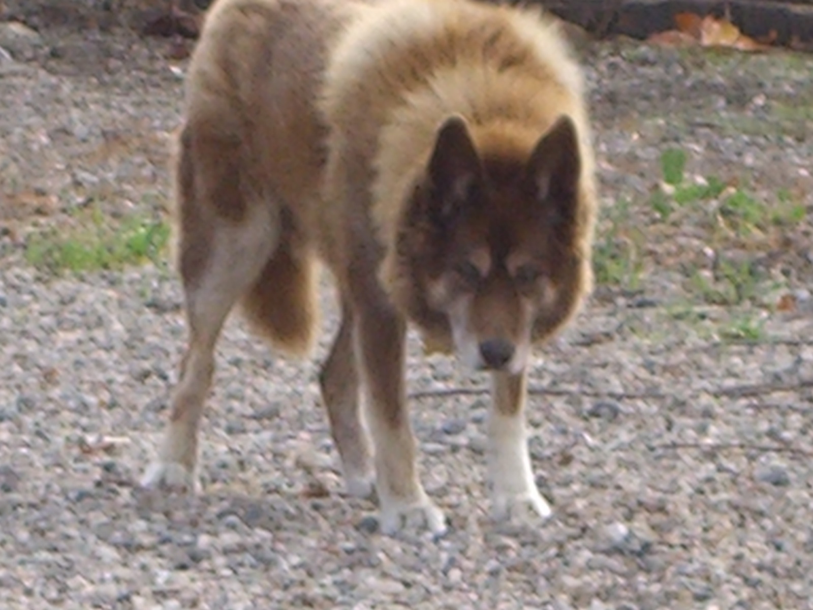 work-Jake%2520wolf.jpg