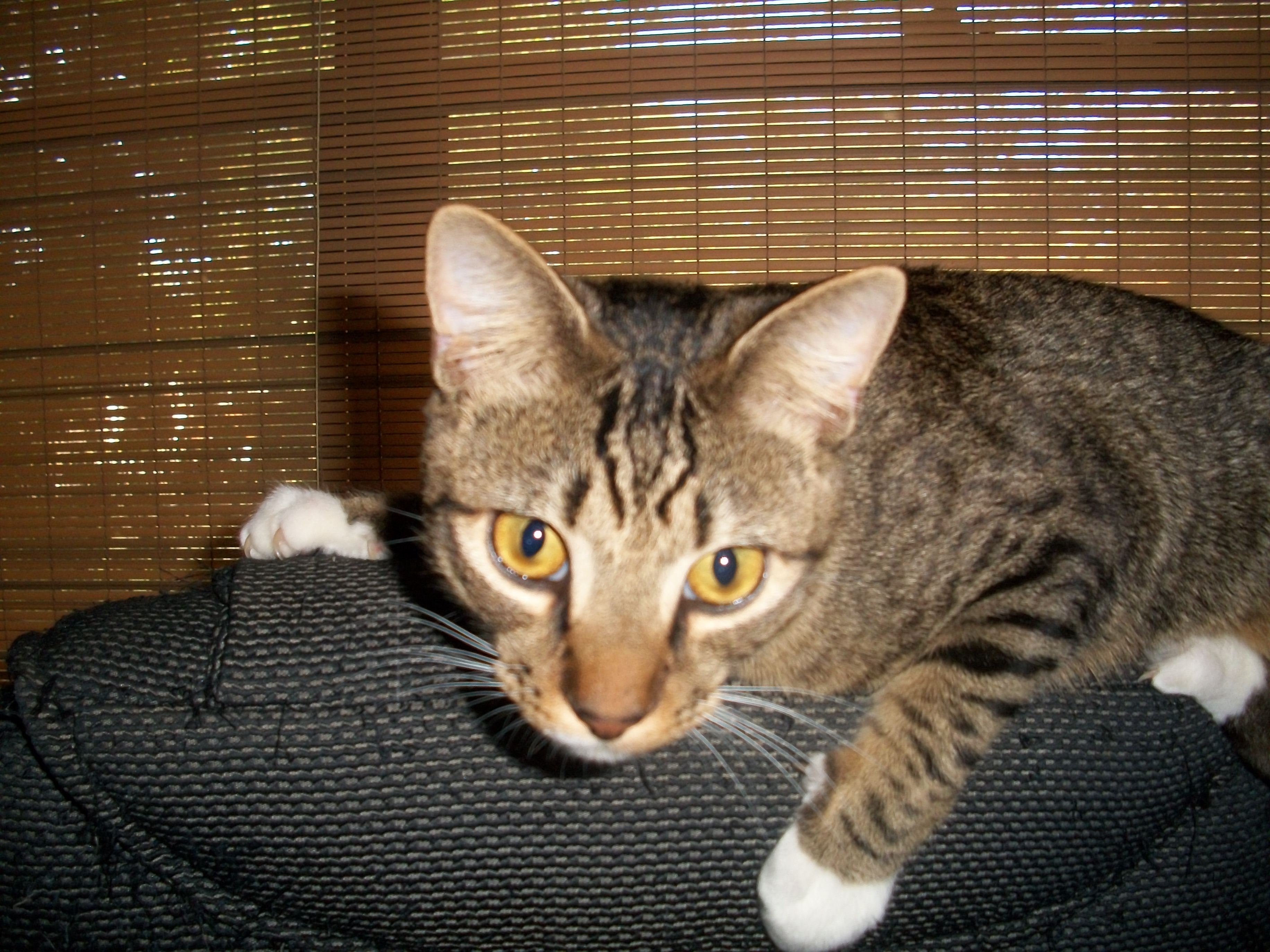 work-Tigger%2520watching.JPG