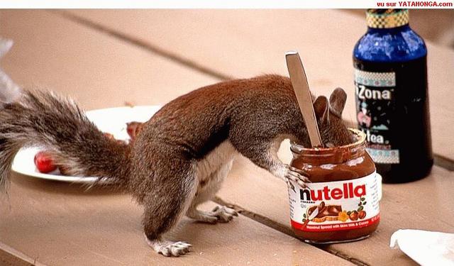 work-Nutella-squirrel.jpg