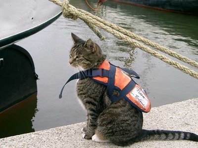 work-Cat_swimming%255B1%255D.JPG