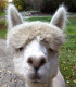 work-Alpaca-Face.jpg
