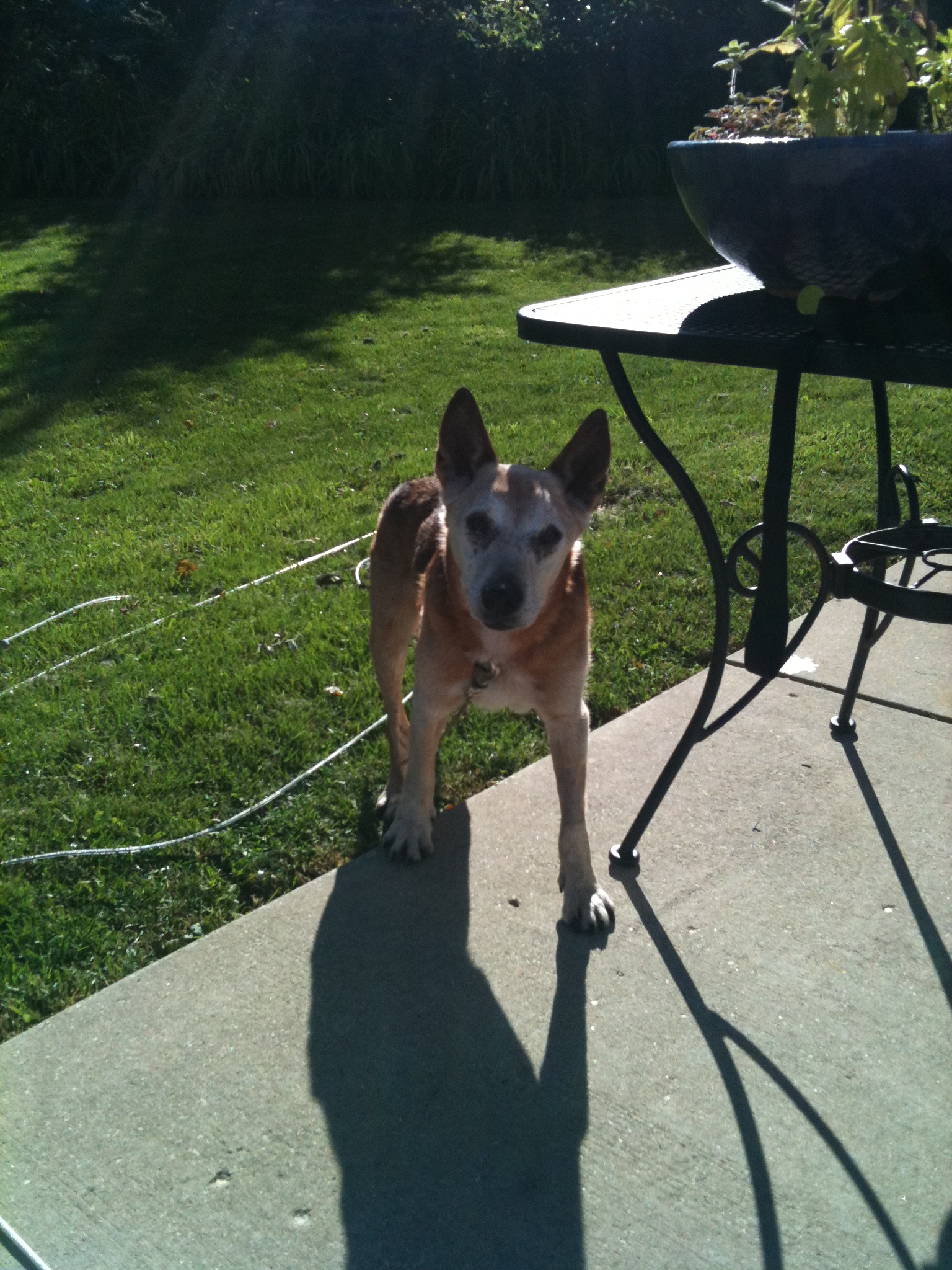 work-dog5.JPG