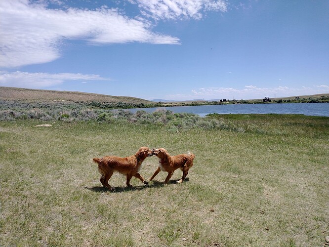 lost dogs