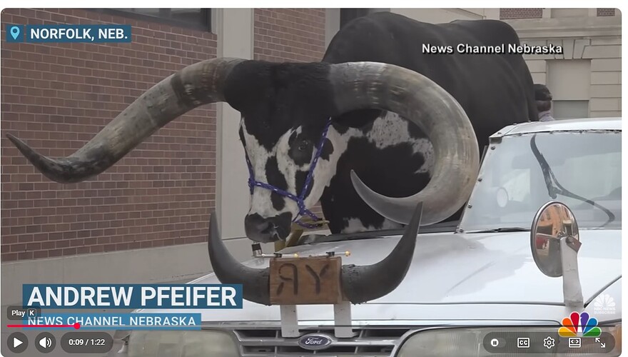 bull1