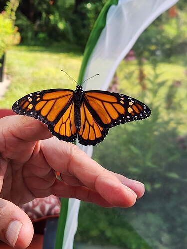 monarch.jpg