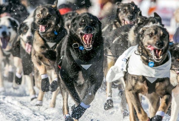 IDITAROD-articleLarge.jpg
