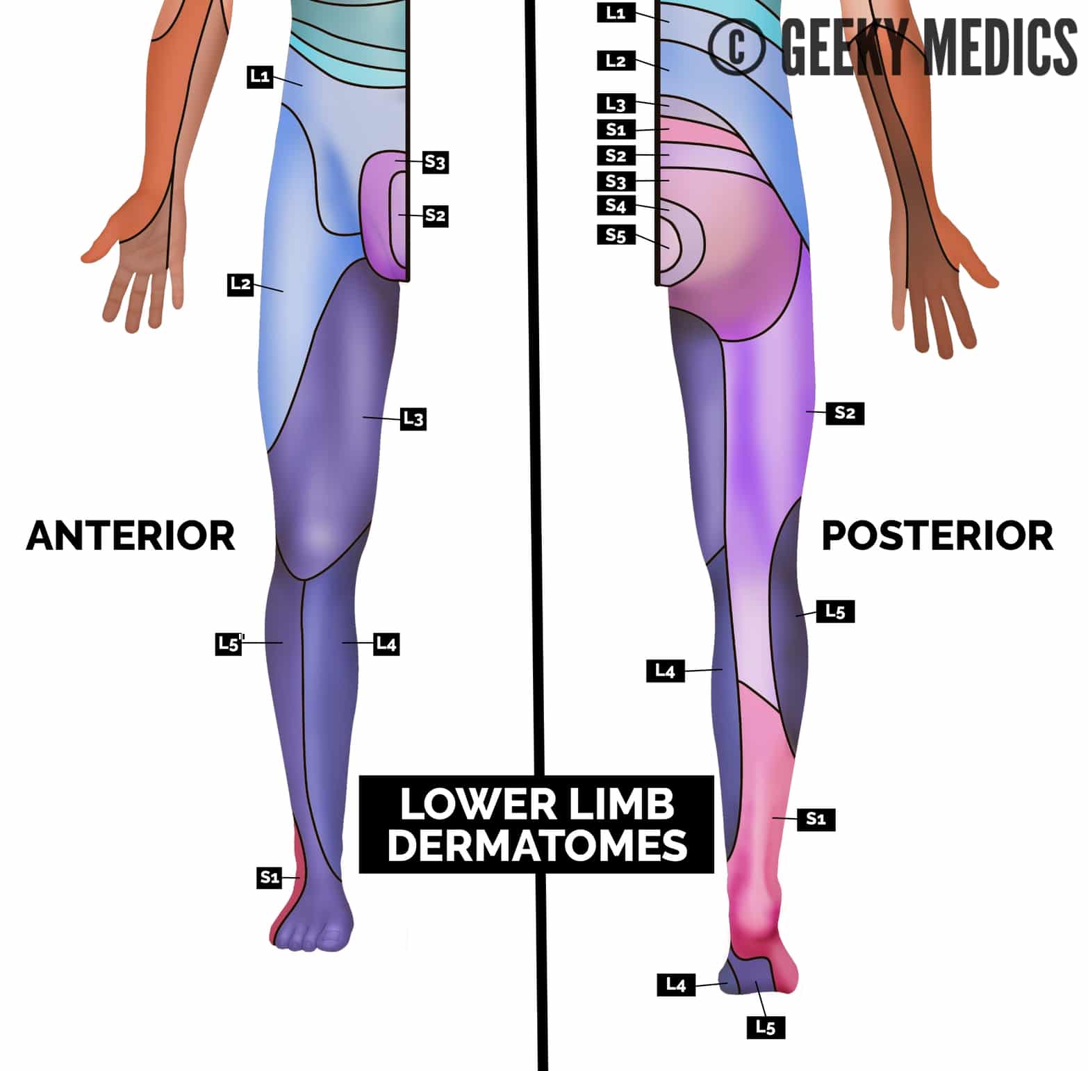 Lower-limb-dermatome-map.jpg