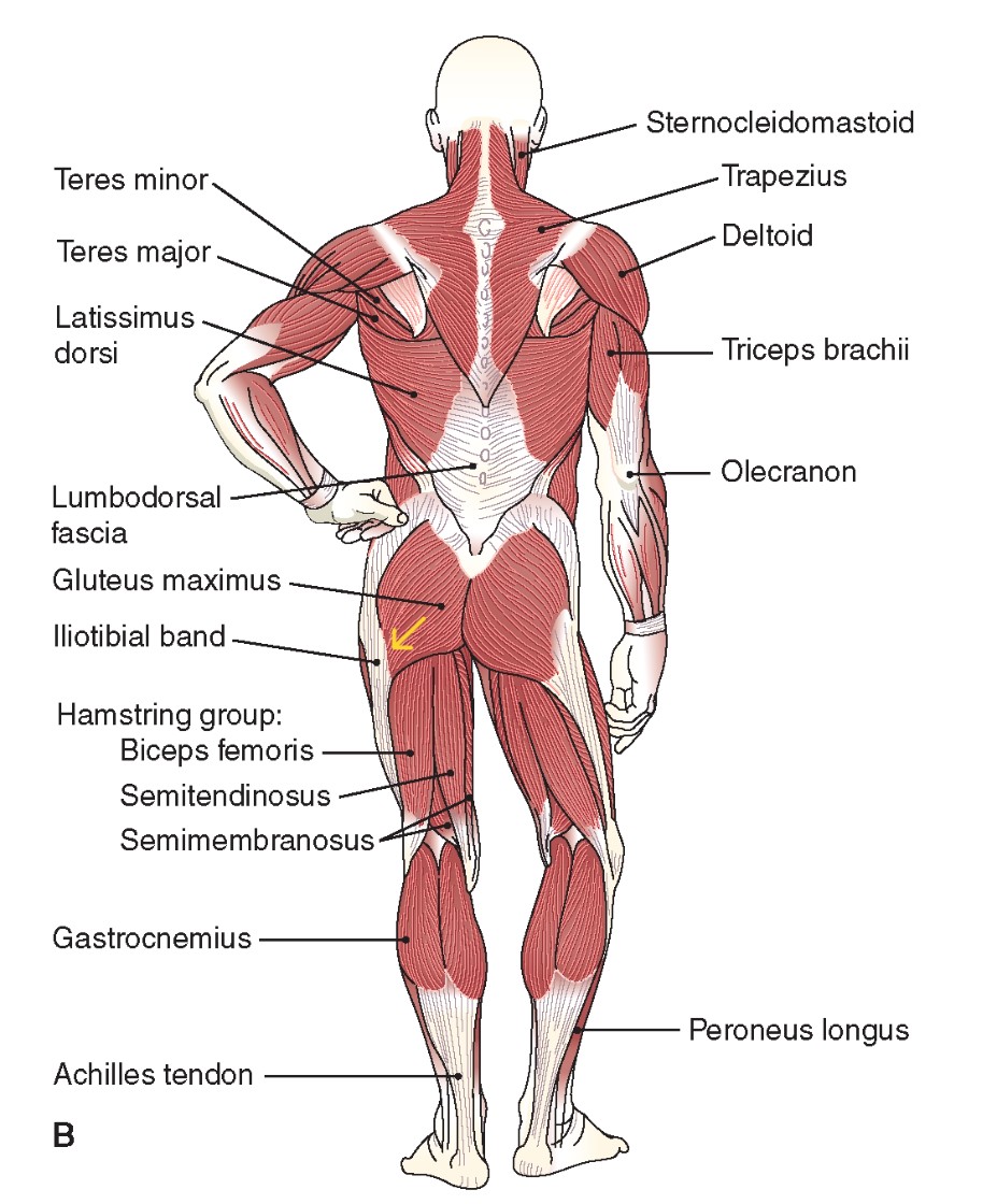 Glute soreness 4-10-24.png