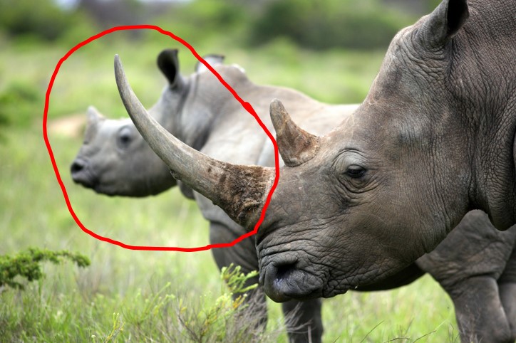 Horn.jpg