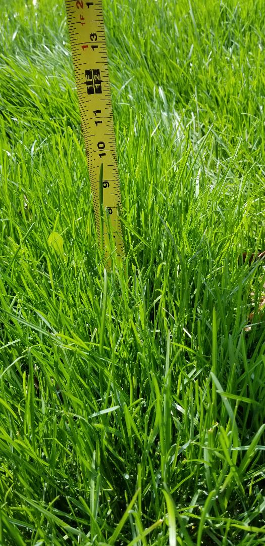 grass.jpg
