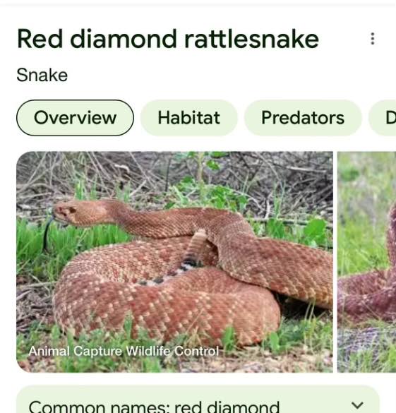 reddish rattlesnake - Google Search.jpeg