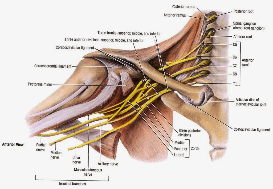 brachial-plexus-anatomy.jpg